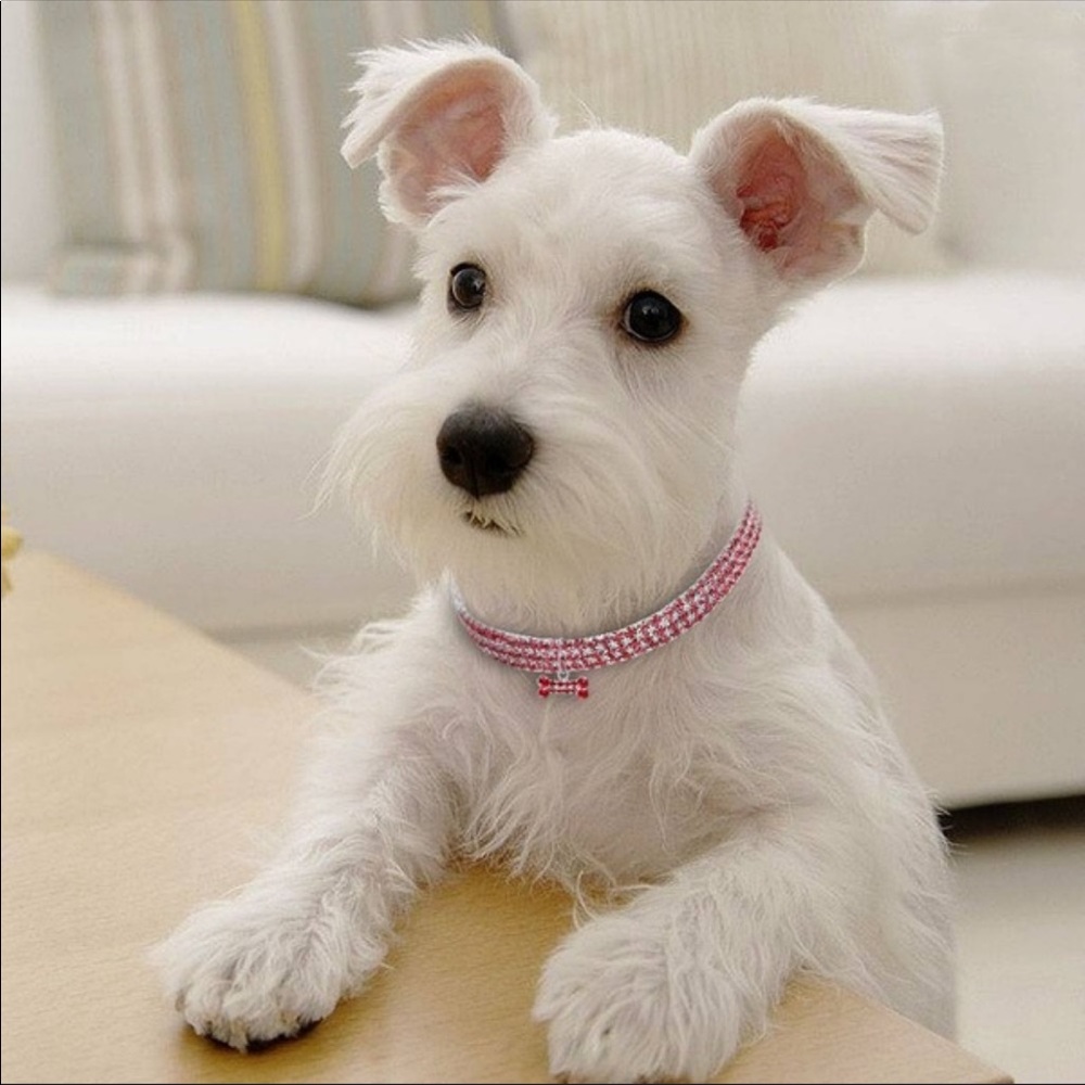 FINAL PRICE🎉LAST ONE❤️silver pink dog collar💕